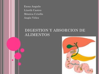 Enna Angulo
Lizeth Castro
Mónica Criollo
Angie Vélez




DIGESTION Y ABSORCION DE
ALIMENTOS
 