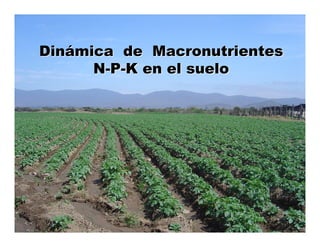 Dinámica de Macronutrientes
      N-P-K en el suelo
 