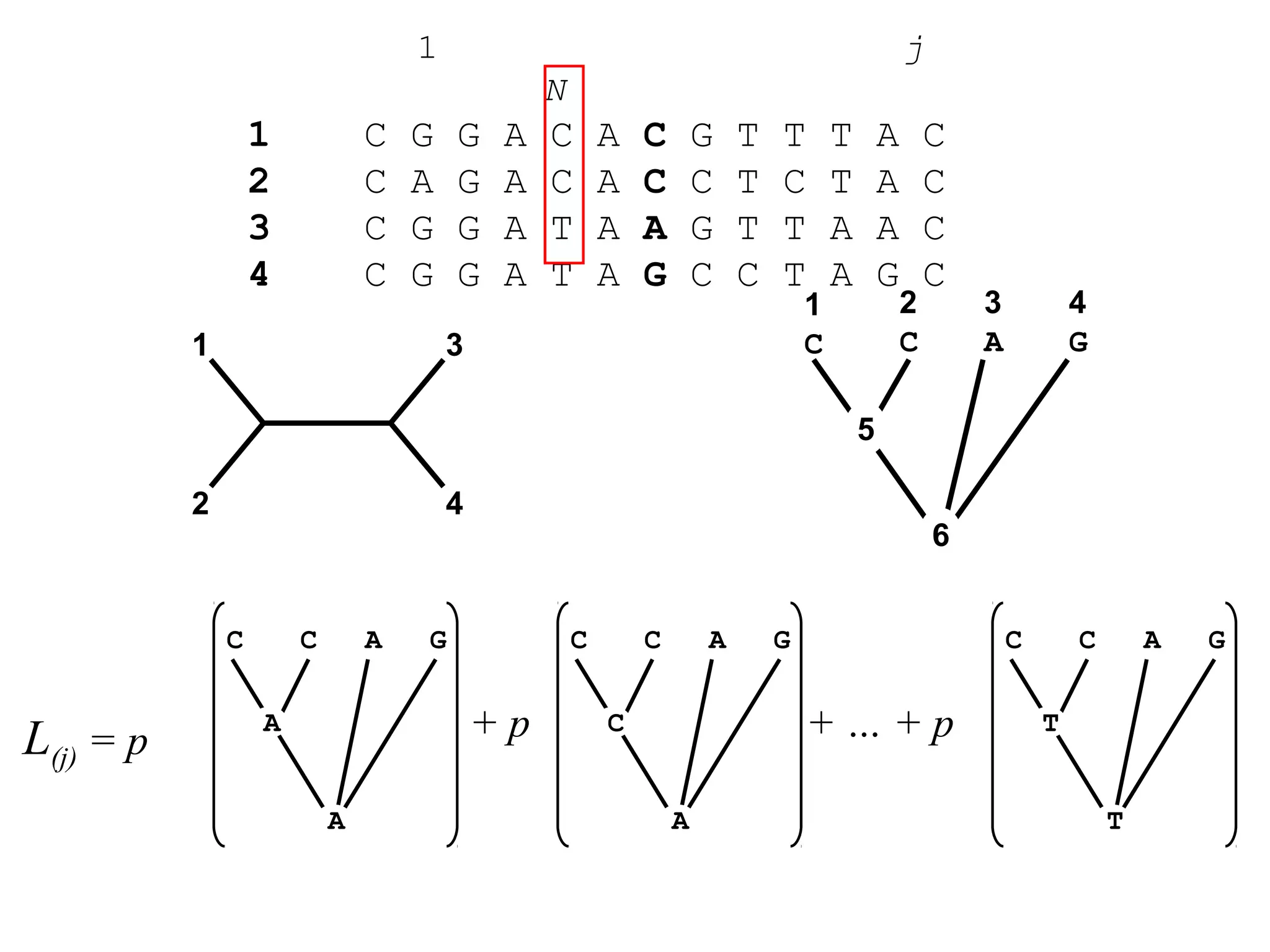 1 j
N
1 C G G A C A C G T T T A C
2 C A G A C A C C T C T A C
3 C G G A T A A G T T A A C
4 C G G A T A G C C T A G C
1
42
3
1
C
2
C
4
G
3
A
5
6
L(j) = p
C C A G
A
A
C C A G
C
A
C C A G
T
T
+ p + … + p
 