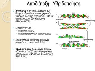 Αποδιάταξη - Υβριδοποίηση
 Αποδιάταξη: In vitro διάσπαση των
δεσμών υδρογόνου που συγκρατούν
τους δύο κλώνους ενός μορίου DNA, με
αποτέλεσμα, οι δύο κλώνοι να
αποχωρίζονται.
 Μπορεί να γίνει:
◦ Με αύξηση της θοC.
◦ Με δράση κατάλληλων χημικών ουσιών
 Σε κατάλληλες συνθήκες οι κλώνοι
μπορούν να επανασυνδεθούν
 Υβριδοποίηση: Δημιουργία δεσμών
υδρογόνου μεταξύ συμπληρωματικών
αλληλουχιών DNA-DNA ή DNA-RNA(ή
RNA-RNA).
 