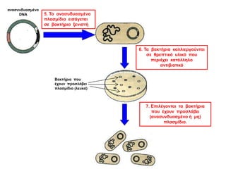 ανασυνδυασμένο
DNA 5. Το ανασυδυασμένο
πλασμίδιο εισάγεται
σε βακτήριο ξενιστή
6. Τα βακτήρια καλλιεργούνται
σε θρεπτικό υλικό που
περιέχει κατάλληλο
αντιβιοτικό
7. Επιλέγονται τα βακτήρια
που έχουν προσλάβει
(ανασυνδυασμένο ή μη)
πλασμίδιο.
Βακτήρια που
έχουν προσλάβει
πλασμίδιο (λευκά)
 