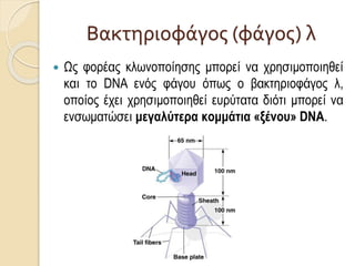 Βακτηριοφάγος (φάγος) λ
 Ως φορέας κλωνοποίησης μπορεί να χρησιμοποιηθεί
και το DNA ενός φάγου όπως ο βακτηριοφάγος λ,
οποίος έχει χρησιμοποιηθεί ευρύτατα διότι μπορεί να
ενσωματώσει μεγαλύτερα κομμάτια «ξένου» DNA.
 