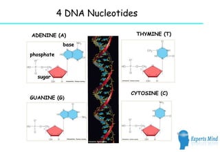 4 DNA Nucleotides

ADENINE (A)                 THYMINE (T)

             base
phosphate



  sugar


                           CYTOSINE (C)
GUANINE (G)
 