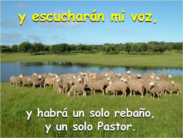 Resultado de imagen de somos un solo rebaño con un solo pastor