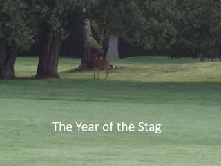 The Year of the Stag
 