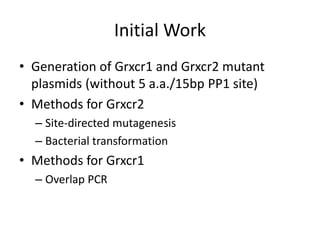 Initial Work
• Generation of Grxcr1 and Grxcr2 mutant
plasmids (without 5 a.a./15bp PP1 site)
• Methods for Grxcr2
– Site-directed mutagenesis
– Bacterial transformation
• Methods for Grxcr1
– Overlap PCR
 