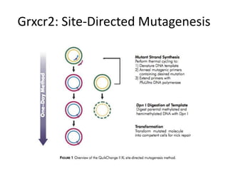 Grxcr2: Site-Directed Mutagenesis
 