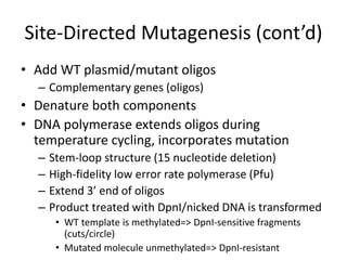 Site-Directed Mutagenesis (cont’d)
• Add WT plasmid/mutant oligos
– Complementary genes (oligos)
• Denature both components
• DNA polymerase extends oligos during
temperature cycling, incorporates mutation
– Stem-loop structure (15 nucleotide deletion)
– High-fidelity low error rate polymerase (Pfu)
– Extend 3’ end of oligos
– Product treated with DpnI/nicked DNA is transformed
• WT template is methylated=> DpnI-sensitive fragments
(cuts/circle)
• Mutated molecule unmethylated=> DpnI-resistant
 