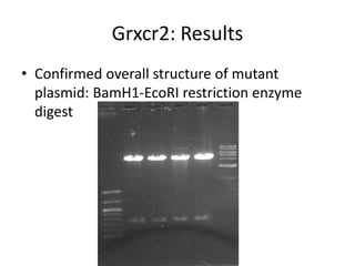 Grxcr2: Results
• Confirmed overall structure of mutant
plasmid: BamH1-EcoRI restriction enzyme
digest
 