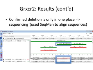 Grxcr2: Results (cont’d)
• Confirmed deletion is only in one place =>
sequencing (used SeqMan to align sequences)
 