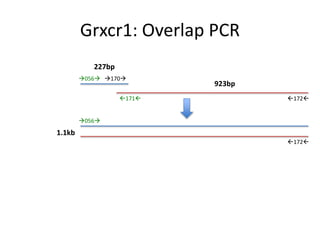 Grxcr1: Overlap PCR
056 170
171 172
227bp
923bp
1.1kb
056
172
 