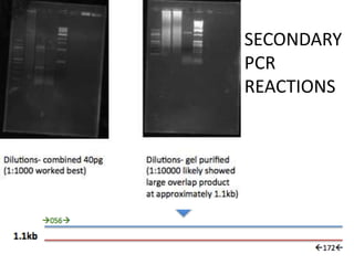 SECONDARY
PCR
REACTIONS
 