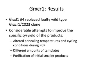 Grxcr1: Results
• Grxd1 #4 replaced faulty wild type
Grxcr1/C023 clone
• Considerable attempts to improve the
specificity/yield of the products:
– Altered annealing temperatures and cycling
conditions during PCR
– Different amounts of templates
– Purification of initial smaller products
 