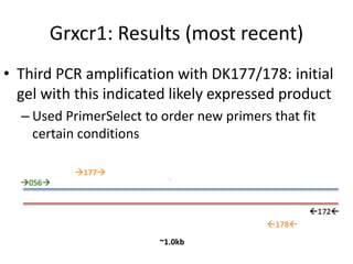 Grxcr1: Results (most recent)
• Third PCR amplification with DK177/178: initial
gel with this indicated likely expressed product
– Used PrimerSelect to order new primers that fit
certain conditions
177
178
~1.0kb
 