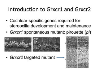 Introduction to Grxcr1 and Grxcr2
• Cochlear-specific genes required for
stereocilia development and maintenance
• Grxcr1 spontaneous mutant: pirouette (pi)
• Grxcr2 targeted mutant
 