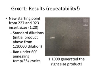 Grxcr1: Results (repeatability!)
• New starting point
from 227 and 923
insert sizes (1:20)
–Standard dilutions
(initial product
above from
1:10000 dilution)
–Ran under 60°
annealing
temp/35x cycles 1:1000 generated the
right size product!
 