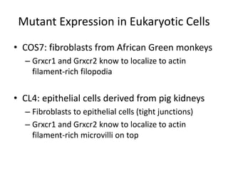 Mutant Expression in Eukaryotic Cells
• COS7: fibroblasts from African Green monkeys
– Grxcr1 and Grxcr2 know to localize to actin
filament-rich filopodia
• CL4: epithelial cells derived from pig kidneys
– Fibroblasts to epithelial cells (tight junctions)
– Grxcr1 and Grxcr2 know to localize to actin
filament-rich microvilli on top
 