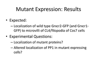 Mutant Expression: Results
• Expected:
– Localization of wild type Grxcr2-GFP (and Grxcr1-
GFP) to microvilli of CL4/filopodia of Cos7 cells
• Experimental Questions:
– Localization of mutant proteins?
– Altered localization of PP1 in mutant expressing
cells?
 