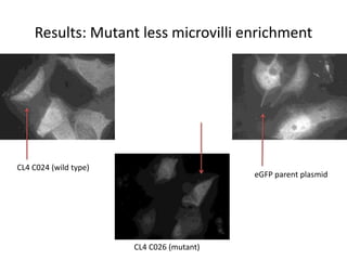 Results: Mutant less microvilli enrichment
CL4 C024 (wild type)
CL4 C026 (mutant)
eGFP parent plasmid
 