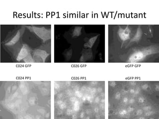 Results: PP1 similar in WT/mutant
C024 GFP C026 GFP eGFP GFP
C026 PP1C024 PP1 eGFP PP1
 