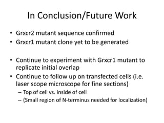 In Conclusion/Future Work
• Grxcr2 mutant sequence confirmed
• Grxcr1 mutant clone yet to be generated
• Continue to experiment with Grxcr1 mutant to
replicate initial overlap
• Continue to follow up on transfected cells (i.e.
laser scope microscope for fine sections)
– Top of cell vs. inside of cell
– (Small region of N-terminus needed for localization)
 