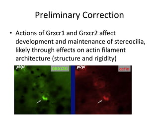 Preliminary Correction
• Actions of Grxcr1 and Grxcr2 affect
development and maintenance of stereocilia,
likely through effects on actin filament
architecture (structure and rigidity)
 