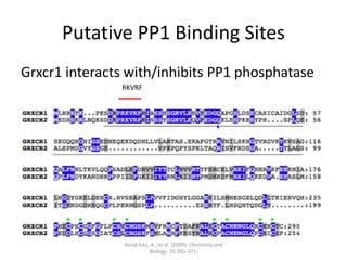 Putative PP1 Binding Sites
Grxcr1 interacts with/inhibits PP1 phosphatase
Hendricks, A., et al. (2009). Chemistry and
Biology, 16:365-371.
RKVRF
 