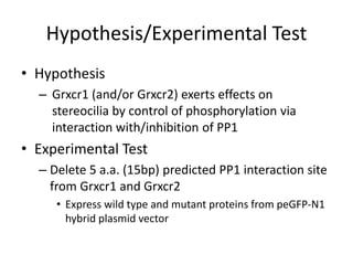 Hypothesis/Experimental Test
• Hypothesis
– Grxcr1 (and/or Grxcr2) exerts effects on
stereocilia by control of phosphorylation via
interaction with/inhibition of PP1
• Experimental Test
– Delete 5 a.a. (15bp) predicted PP1 interaction site
from Grxcr1 and Grxcr2
• Express wild type and mutant proteins from peGFP-N1
hybrid plasmid vector
 
