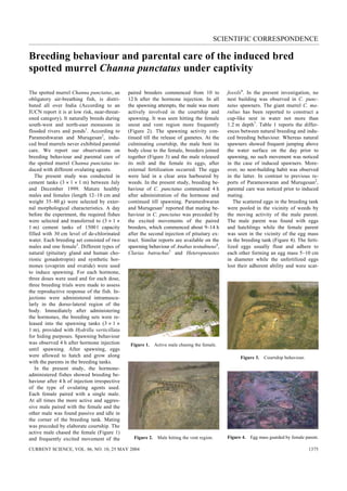 SCIENTIFIC CORRESPONDENCE
CURRENT SCIENCE, VOL. 86, NO. 10, 25 MAY 2004 1375
Breeding behaviour and parental care of the induced bred
spotted murrel Channa punctatus under captivity
The spotted murrel Channa punctatus, an
obligatory air-breathing fish, is distri-
buted all over India (According to an
IUCN report it is at low risk, near-threat-
ened category). It naturally breeds during
south-west and north-east monsoons in
flooded rivers and ponds1
. According to
Parameshwaran and Murugesan2
, indu-
ced bred murrels never exhibited parental
care. We report our observations on
breeding behaviour and parental care of
the spotted murrel Channa punctatus in-
duced with different ovulating agents.
The present study was conducted in
cement tanks (3 × 1 × 1 m) between July
and December 1999. Mature healthy
males and females (length 12–18 cm and
weight 35–80 g) were selected by exter-
nal morphological characteristics. A day
before the experiment, the required fishes
were selected and transferred to (3 × 1 ×
1 m) cement tanks of 1500 l capacity
filled with 30 cm level of de-chlorinated
water. Each breeding set consisted of two
males and one female3
. Different types of
natural (pituitary gland and human cho-
rionic gonadotropin) and synthetic hor-
mones (ovaprim and ovatide) were used
to induce spawning. For each hormone,
three doses were used and for each dose,
three breeding trials were made to assess
the reproductive response of the fish. In-
jections were administered intramuscu-
larly in the dorso-lateral region of the
body. Immediately after administering
the hormones, the breeding sets were re-
leased into the spawning tanks (3 × 1 ×
1 m), provided with Hydrilla verticillata
for hiding purposes. Spawning behaviour
was observed 4 h after hormone injection
until spawning. After spawning, eggs
were allowed to hatch and grow along
with the parents in the breeding tanks.
In the present study, the hormone-
administered fishes showed breeding be-
haviour after 4 h of injection irrespective
of the type of ovulating agents used.
Each female paired with a single male.
At all times the more active and aggres-
sive male paired with the female and the
other male was found passive and idle in
the corner of the breeding tank. Mating
was preceded by elaborate courtship. The
active male chased the female (Figure 1)
and frequently excited movement of the
paired breeders commenced from 10 to
12 h after the hormone injection. In all
the spawning attempts, the male was more
actively involved in the courtship and
spawning. It was seen hitting the female
snout and vent region more frequently
(Figure 2). The spawning activity con-
tinued till the release of gametes. At the
culminating courtship, the male bent its
body close to the female, breeders joined
together (Figure 3) and the male released
its milt and the female its eggs, after
external fertilization occurred. The eggs
were laid in a clear area harboured by
weeds. In the present study, breeding be-
haviour of C. punctatus commenced 4 h
after administration of the hormone and
continued till spawning. Parameshwaran
and Murugesan2
reported that mating be-
haviour in C. punctatus was preceded by
the excited movements of the paired
breeders, which commenced about 9–14 h
after the second injection of pituitary ex-
tract. Similar reports are available on the
spawning behaviour of Anabas testudineus4
,
Clarias batrachus5
and Heteropneustes
Figure 1. Active male chasing the female.
Figure 2. Male hitting the vent region.
fossils6
. In the present investigation, no
nest building was observed in C. punc-
tatus spawners. The giant murrel C. ma-
rulius has been reported to construct a
cup-like nest in water not more than
1.2 m depth7
. Table 1 reports the differ-
ences between natural breeding and indu-
ced breeding behaviour. Whereas natural
spawners showed frequent jumping above
the water surface on the day prior to
spawning, no such movement was noticed
in the case of induced spawners. More-
over, no nest-building habit was observed
in the latter. In contrast to previous re-
ports of Parameswaran and Murugesan2
,
parental care was noticed prior to induced
mating.
The scattered eggs in the breeding tank
were pooled in the vicinity of weeds by
the moving activity of the male parent.
The male parent was found with eggs
and hatchlings while the female parent
was seen in the vicinity of the egg mass
in the breeding tank (Figure 4). The ferti-
lized eggs usually float and adhere to
each other forming an egg mass 5–10 cm
in diameter while the unfertilized eggs
lost their adherent ability and were scat-
Figure 3. Courtship behaviour.
Figure 4. Egg mass guarded by female parent.
 