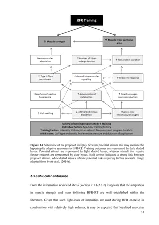 53
Figure 2.2 Schematic of the proposed interplay between potential stimuli that may mediate the
hypertrophic adaptive responses to BFR-RT. Training outcomes are represented by dark shaded
boxes. Potential stimuli are represented by light shaded boxes, whereas stimuli that require
further research are represented by clear boxes. Bold arrows indicated a strong link between
proposed stimuli, while dotted arrows indicate potential links requiring further research. Image
adapted from Scott et al., (2014a).
2.3.3 Muscular endurance
From the information reviewed above (section 2.3.1-2.3.2) it appears that the adaptation
in muscle strength and mass following BFR-RT are well established within the
literature. Given that such light-loads or intensities are used during BFR exercise in
combination with relatively high volumes, it may be expected that localised muscular
 