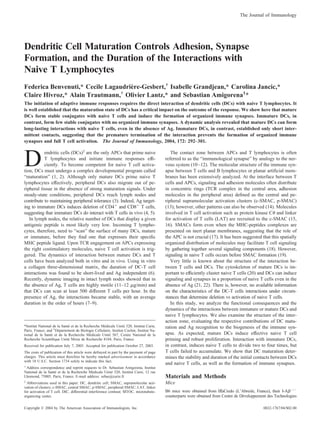 Dendritic Cell Maturation Controls Adhesion, Synapse
Formation, and the Duration of the Interactions with
Naive T Lymphocytes
Federica Benvenuti,* Cecile Lagaudrie`re-Gesbert,†
Isabelle Grandjean,* Carolina Jancic,*
Claire Hivroz,* Alain Trautmann,†
Olivier Lantz,* and Sebastian Amigorena1
*
The initiation of adaptive immune responses requires the direct interaction of dendritic cells (DCs) with naive T lymphocytes. It
is well established that the maturation state of DCs has a critical impact on the outcome of the response. We show here that mature
DCs form stable conjugates with naive T cells and induce the formation of organized immune synapses. Immature DCs, in
contrast, form few stable conjugates with no organized immune synapses. A dynamic analysis revealed that mature DCs can form
long-lasting interactions with naive T cells, even in the absence of Ag. Immature DCs, in contrast, established only short inter-
mittent contacts, suggesting that the premature termination of the interaction prevents the formation of organized immune
synapses and full T cell activation. The Journal of Immunology, 2004, 172: 292–301.
D
endritic cells (DCs)2
are the only APCs that prime naive
T lymphocytes and initiate immune responses efﬁ-
ciently. To become competent for naive T cell activa-
tion, DCs must undergo a complex developmental program called
“maturation” (1, 2). Although only mature DCs prime naive T
lymphocytes effectively, peripheral DCs also migrate out of pe-
ripheral tissue in the absence of strong maturation signals. Under
steady-state conditions, peripheral DCs reach lymph nodes and
contribute to maintaining peripheral tolerance (3). Indeed, Ag target-
ing to immature DCs induces deletion of CD4ϩ
and CD8ϩ
T cells,
suggesting that immature DCs do interact with T cells in vivo (4, 5).
In lymph nodes, the relative number of DCs that display a given
antigenic peptide is most likely very low. Incoming T lympho-
cytes, therefore, need to “scan” the surface of many DCs, mature
or immature, before they ﬁnd one that expresses their speciﬁc
MHC peptide ligand. Upon TCR engagement on APCs expressing
the right costimulatory molecules, naive T cell activation is trig-
gered. The dynamics of interaction between mature DCs and T
cells have been analyzed both in vitro and in vivo. Using in vitro
a collagen three-dimensional matrix, the duration of DC-T cell
interactions was found to be short-lived and Ag independent (6).
Recently, dynamic imaging in intact lymph nodes showed that in
the absence of Ag, T cells are highly motile (11–12 ␮g/min) and
that DCs can scan at least 500 different T cells per hour. In the
presence of Ag, the interactions became stable, with an average
duration in the order of hours (7–9).
The contact zone between APCs and T lymphocytes is often
referred to as the “immunological synapse” by analogy to the ner-
vous system (10–12). The molecular structure of the immune syn-
apse between T cells and B lymphocytes or planar artiﬁcial mem-
branes has been extensively analyzed. At the interface between T
cells and APCs, signaling and adhesion molecules often distribute
in concentric rings (TCR complex in the central area, adhesion
molecules in the peripheral area) deﬁned as the central and pe-
ripheral supramolecular activation clusters (c-SMAC, p-SMAC)
(13); however, other patterns can also be observed (14). Molecules
involved in T cell activation such as protein kinase C␪ and linker
for activation of T cells (LAT) are recruited to the c-SMAC (15,
16). SMACs form even when the MHC-peptides complexes are
presented on inert planar membranes, suggesting that the role of
the APC is not crucial (17). It has been suggested that this spatially
organized distribution of molecules may facilitate T cell signaling
by gathering together several signaling components (18). However,
signaling in naive T cells occurs before SMAC formation (19).
Very little is known about the structure of the interaction be-
tween T cells and DCs. The cytoskeleton of mature DCs is im-
portant to efﬁciently cluster naive T cells (20) and DCs can induce
signaling and synapses in a proportion of naive T cells even in the
absence of Ag (21, 22). There is, however, no available information
on the characteristics of the DC-T cells interactions under circum-
stances that determine deletion vs activation of naive T cells.
In this study, we analyze the functional consequences and the
dynamics of the interactions between immature or mature DCs and
naive T lymphocytes. We also examine the structure of the inter-
action zone, evaluating the respective contributions of DC matu-
ration and Ag recognition to the biogenesis of the immune syn-
apse. As expected, mature DCs induce effective naive T cell
priming and robust proliferation. Interaction with immature DCs,
in contrast, induces naive T cells to divide two to four times, but
T cells failed to accumulate. We show that DC maturation deter-
mines the stability and duration of the initial contacts between DCs
and naive T cells, as well as the formation of immune synapses.
Materials and Methods
Mice
B6 mice were obtained from IffaCredo (L’Abresle, France), their I-A␤Ϫ/Ϫ
counterparts were obtained from Centre de De´veloppement des Technologies
*Institut National de la Sante´ et de la Recherche Me´dicale Unite´ 520, Institut Curie,
Paris, France; and †
De´partement de Biologie Cellulaire, Institut Cochin, Institut Na-
tional de la Sante´ et de la Recherche Me´dicale Unite´ 567, Centre National de la
Recherche Scientiﬁque Unite´ Mixte de Recherche 8104, Paris, France
Received for publication July 7, 2003. Accepted for publication October 27, 2003.
The costs of publication of this article were defrayed in part by the payment of page
charges. This article must therefore be hereby marked advertisement in accordance
with 18 U.S.C. Section 1734 solely to indicate this fact.
1
Address correspondence and reprint requests to Dr. Sebastian Amigorena, Institut
National de la Sante´ et de la Recherche Me´dicale Unite´ 520, Institut Curie, 12 rue
Lhomond, 75005, Paris, France. E-mail address: sebas@curie.fr
2
Abbreviations used in this paper: DC, dendritic cell; SMAC, supramolecular acti-
vation of clusters; c-SMAC, central SMAC; p-SMAC, peripheral SMAC; LAT, linker
for activation of T cell; DIC, differential interference contrast; MTOC, mictotubule-
organizing center.
The Journal of Immunology
Copyright © 2004 by The American Association of Immunologists, Inc. 0022-1767/04/$02.00
 