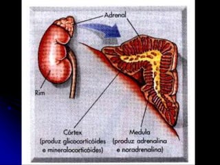 Sistema Endócrino