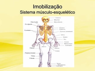ImobilizaçãoImobilização
Sistema músculo-esqueléticoSistema músculo-esquelético
 