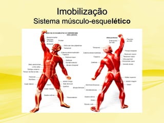 ImobilizaçãoImobilização
Sistema músculo-esqueSistema músculo-esquelético
 