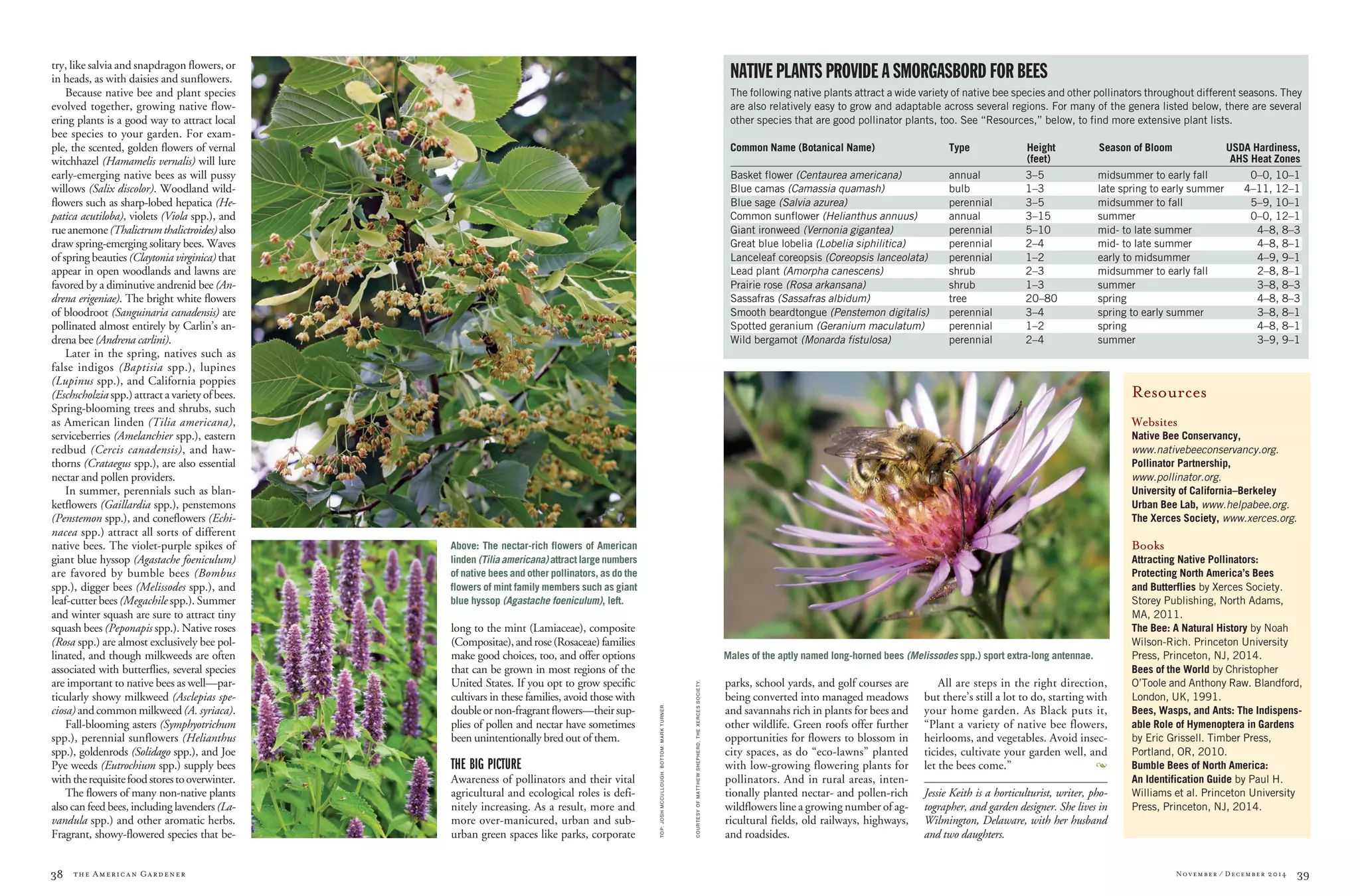 38 the American Gardener 39November / December 2014
COURTESYOFMATTHEWSHEPHERD,THEXERCESSOCIETY.
parks, school yards, and golf courses are
being converted into managed meadows
and savannahs rich in plants for bees and
other wildlife. Green roofs offer further
opportunities for flowers to blossom in
city spaces, as do “eco-lawns” planted
with low-growing flowering plants for
pollinators. And in rural areas, inten-
tionally planted nectar- and pollen-rich
wildflowers line a growing number of ag-
ricultural fields, old railways, highways,
and roadsides.
All are steps in the right direction,
but there’s still a lot to do, starting with
your home garden. As Black puts it,
“Plant a variety of native bee flowers,
heirlooms, and vegetables. Avoid insec-
ticides, cultivate your garden well, and
let the bees come.” 	 m
Jessie Keith is a horticulturist, writer, pho-
tographer, and garden designer. She lives in
Wilmington, Delaware, with her husband
and two daughters.
TOP:JOSHMCCULLOUGH.BOTTOM:MARKTURNER.
try, like salvia and snapdragon flowers, or
in heads, as with daisies and sunflowers.
Because native bee and plant species
evolved together, growing native flow-
ering plants is a good way to attract local
bee species to your garden. For exam-
ple, the scented, golden flowers of vernal
witchhazel (Hamamelis vernalis) will lure
early-emerging native bees as will pussy
willows (Salix discolor). Woodland wild-
flowers such as sharp-lobed hepatica (He-
patica acutiloba), violets (Viola spp.), and
rueanemone(Thalictrumthalictroides)also
draw spring-emerging solitary bees. Waves
of spring beauties (Claytonia virginica) that
appear in open woodlands and lawns are
favored by a diminutive andrenid bee (An-
drena erigeniae). The bright white flowers
of bloodroot (Sanguinaria canadensis) are
pollinated almost entirely by Carlin’s an-
drena bee (Andrena carlini).
Later in the spring, natives such as
false indigos (Baptisia spp.), lupines
(Lupinus spp.), and California poppies
(Eschscholzia spp.) attract a variety of bees.
Spring-blooming trees and shrubs, such
as American linden (Tilia americana),
serviceberries (Amelanchier spp.), eastern
redbud (Cercis canadensis), and haw-
thorns (Crataegus spp.), are also essential
nectar and pollen providers.
In summer, perennials such as blan-
ketflowers (Gaillardia spp.), penstemons
(Penstemon spp.), and coneflowers (Echi-
nacea spp.) attract all sorts of different
native bees. The violet-purple spikes of
giant blue hyssop (Agastache foeniculum)
are favored by bumble bees (Bombus
spp.), digger bees (Melissodes spp.), and
leaf-cutter bees (Megachile spp.). Summer
and winter squash are sure to attract tiny
squash bees (Peponapis spp.). Native roses
(Rosa spp.) are almost exclusively bee pol-
linated, and though milkweeds are often
associated with butterflies, several species
are important to native bees as well—par-
ticularly showy milkweed (Asclepias spe-
ciosa) and common milkweed (A. syriaca).
Fall-blooming asters (Symphyotrichum
spp.), perennial sunflowers (Helianthus
spp.), goldenrods (Solidago spp.), and Joe
Pye weeds (Eutrochium spp.) supply bees
withtherequisitefoodstorestooverwinter.
The flowers of many non-native plants
also can feed bees, including lavenders (La-
vandula spp.) and other aromatic herbs.
Fragrant, showy-flowered species that be-
long to the mint (Lamiaceae), composite
(Compositae),androse(Rosaceae)families
make good choices, too, and offer options
that can be grown in most regions of the
United States. If you opt to grow specific
cultivars in these families, avoid those with
doubleornon-fragrantflowers—theirsup-
plies of pollen and nectar have sometimes
been unintentionally bred out of them.
THE BIG PICTURE
Awareness of pollinators and their vital
agricultural and ecological roles is defi-
nitely increasing. As a result, more and
more over-manicured, urban and sub-
urban green spaces like parks, corporate
NATIVE PLANTS PROVIDE A SMORGASBORD FOR BEES
The following native plants attract a wide variety of native bee species and other pollinators throughout different seasons. They
are also relatively easy to grow and adaptable across several regions. For many of the genera listed below, there are several
other species that are good pollinator plants, too. See “Resources,” below, to find more extensive plant lists.
Common Name (Botanical Name)	 Type	 Height	 Season of Bloom	 USDA Hardiness,
		 (feet)		 AHS Heat Zones
Basket flower (Centaurea americana)	 annual	 3–5	 midsummer to early fall 	 0–0, 10–1
Blue camas (Camassia quamash)	 bulb	 1–3	 late spring to early summer	 4–11, 12–1
Blue sage (Salvia azurea)	 perennial	 3–5	 midsummer to fall	 5–9, 10–1
Common sunflower (Helianthus annuus)	 annual	 3–15	 summer	 0–0, 12–1
Giant ironweed (Vernonia gigantea)	 perennial	 5–10	 mid- to late summer	 4–8, 8–3
Great blue lobelia (Lobelia siphilitica)	 perennial	 2–4	 mid- to late summer	 4–8, 8–1
Lanceleaf coreopsis (Coreopsis lanceolata) 	 perennial	 1–2	 early to midsummer	 4–9, 9–1
Lead plant (Amorpha canescens)	 shrub	 2–3	 midsummer to early fall	 2–8, 8–1
Prairie rose (Rosa arkansana)	 shrub	 1–3	 summer	 3–8, 8–3
Sassafras (Sassafras albidum)	 tree	 20–80	 spring	 4–8, 8–3
Smooth beardtongue (Penstemon digitalis)	 perennial	 3–4	 spring to early summer	 3–8, 8–1
Spotted geranium (Geranium maculatum)	 perennial	 1–2	 spring	 4–8, 8–1
Wild bergamot (Monarda fistulosa) 	 perennial 	 2–4	 summer	 3–9, 9–1
Resources
Websites
Native Bee Conservancy,
www.nativebeeconservancy.org.
Pollinator Partnership,
www.pollinator.org.
University of California–Berkeley
Urban Bee Lab, www.helpabee.org.
The Xerces Society, www.xerces.org.
Books
Attracting Native Pollinators:
Protecting North America’s Bees
and Butterflies by Xerces Society.
Storey Publishing, North Adams,
MA, 2011.
The Bee: A Natural History by Noah
Wilson-Rich. Princeton University
Press, Princeton, NJ, 2014.
Bees of the World by Christopher
O’Toole and Anthony Raw. Blandford,
London, UK, 1991.
Bees, Wasps, and Ants: The Indispens-
able Role of Hymenoptera in Gardens
by Eric Grissell. Timber Press,
Portland, OR, 2010.
Bumble Bees of North America:
An Identification Guide by Paul H.
Williams et al. Princeton University
Press, Princeton, NJ, 2014.
Males of the aptly named long-horned bees (Melissodes spp.) sport extra-long antennae.
Above: The nectar-rich flowers of American
linden (Tilia americana) attract large numbers
of native bees and other pollinators, as do the
flowers of mint family members such as giant
blue hyssop (Agastache foeniculum), left.
 