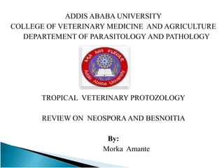 ADDIS ABABA UNIVERSITY
COLLEGE OF VETERINARY MEDICINE AND AGRICULTURE
DEPARTEMENT OF PARASITOLOGY AND PATHOLOGY
TROPICAL VETERINARY PROTOZOLOGY
REVIEW ON NEOSPORA AND BESNOITIA
By:
Morka Amante
 