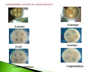 S.aureus
E.coli
V.parahaemolyticus
V.harveyii
S.aureus
V.alginolyticus
 