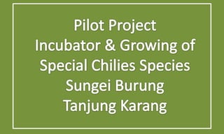 Pilot Project - Chilies Farming