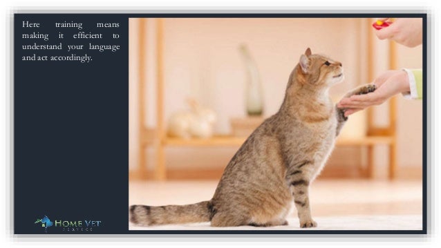 what is the best way to train your pet l2 what is the best way to train your pet l2