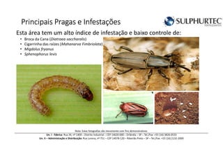 Principais PragasPrincipais PragasPrincipais PragasPrincipais Pragas eeee InfestaçõesInfestaçõesInfestaçõesInfestações
Esta área tem um alto índice de infestação e baixo controle de:
• Broca da Cana (Diatraea saccharalis)
• Cigarrinha das raízes (Mahanarva Fimbriolata)
• Migdolus fryanus
• Sphenophorus levis
Un. I - Fábrica: Rua 34, nº 1409 – Distrito Industrial – CEP 14620-000 – Orlândia – SP – Tel./Fax: +55 (16) 3826-0533
Un. II – Administração e Distribuição: Rua Lorena, nº 751 – CEP 14078-120 – Ribeirão Preto – SP – Tel./Fax: +55 (16) 2132-2000
Nota: Estas fotografias são meramente com fins demonstrativos
 