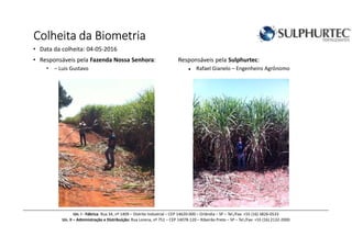 Colheita da BiometriaColheita da BiometriaColheita da BiometriaColheita da Biometria
• Data da colheita: 04-05-2016
• Responsáveis pela Fazenda Nossa Senhora: Responsáveis pela Sulphurtec:
• – Luis Gustavo ● Rafael Gianelo – Engenheiro Agrônomo
Un. I - Fábrica: Rua 34, nº 1409 – Distrito Industrial – CEP 14620-000 – Orlândia – SP – Tel./Fax: +55 (16) 3826-0533
Un. II – Administração e Distribuição: Rua Lorena, nº 751 – CEP 14078-120 – Ribeirão Preto – SP – Tel./Fax: +55 (16) 2132-2000
 