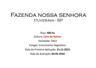 Fazenda nossa senhoraFazenda nossa senhoraFazenda nossa senhoraFazenda nossa senhora
Ituverava - SP
Área: 480 ha
Cultura: Cana de Açúcar
Variedade: 5453
Estagio: Crescimento Vegetativo
Data da Primeira Aplicação: 21-11-2015
Data da Avaliação: 04-05-2016
 