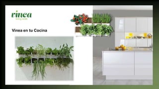 Vinea en tu Cocina
 