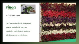 El Concepto Vinea
Las Paredes Verdes de Vinea es un
sistema modular de macetas
montadas verticalmente tanto en
interiores como en exteriores.
 