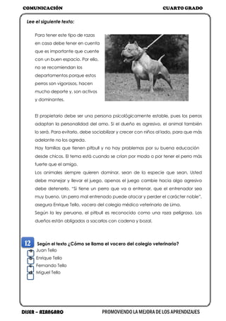 COMUNICACIÓN CUARTO GRADO
DISER – AZANGARO PROMOVIENDO LA MEJORA DE LOS APRENDIZAJES
Lee el siguiente texto:
Para tener este tipo de razas
en casa debe tener en cuenta
que es importante que cuente
con un buen espacio. Por ello,
no se recomiendan los
departamentos porque estos
perros son vigorosos, hacen
mucho deporte y, son activos
y dominantes.
El propietario debe ser una persona psicológicamente estable, pues los perros
adaptan la personalidad del amo. Si el dueño es agresivo, el animal también
lo será. Para evitarlo, debe sociabilizar y crecer con niños al lado, para que más
adelante no los agreda.
Hay familias que tienen pitbull y no hay problemas por su buena educación
desde chicos. El tema está cuando se crían por moda o por tener el perro más
fuerte que el amigo.
Los animales siempre quieren dominar, sean de la especie que sean. Usted
debe manejar y llevar el juego, apenas el juego cambie hacia algo agresivo
debe detenerlo. “Si tiene un perro que va a entrenar, que el entrenador sea
muy bueno. Un perro mal entrenado puede atacar y perder el carácter noble”,
asegura Enrique Tello, vocero del colegio médico veterinario de Lima.
Según la ley peruana, el pitbull es reconocido como una raza peligrosa. Los
dueños están obligados a sacarlos con cadena y bozal.
12 Según el texto ¿Cómo se llama el vocero del colegio veterinario?
a Juan Tello
b Enrique Tello
c Fernando Tello
d Miguel Tello
 