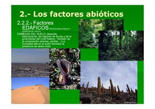 2.- Los factores abióticos
2.2.2.-
2.2.2.- Factores
  EDÁFICOS
    QUÍMICAS DEL SUELO)
                           (PROPIEDADES FÍSICAS Y


HUMEDAD DEL SUELO: depende,
   básicamente, del régimen de lluvias y de la
   profundidad del nivel freático. También de
   la composición (arenas, arcillas…) La
   humedad alta en el suelo favorece la
   presencia de seres vivos
 