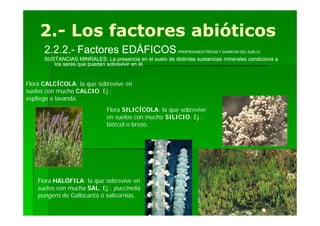 2.-
    2.- Los factores abióticos
      2.2.2.-
      2.2.2.- Factores EDÁFICOS                           (PROPIEDADES FÍSICAS Y QUÍMICAS DEL SUELO)

      SUSTANCIAS MINRALES: La presencia en el suelo de distintas sustancias minerales condiciona a
         los seres que pueden sobrevivir en él.


Flora CALCÍCOLA: la que sobrevive en
suelos con mucho CALCIO. Ej.:
espliego o lavanda.
                              Flora SILICÍCOLA: la que sobrevive
                              en suelos con mucho SILICIO. Ej.:
                              biércol o brezo.




    Flora HALÓFILA: la que sobrevive en
    suelos con mucha SAL. Ej.: puccinelia
    pungens de Gallocanta ó salicornias.
 