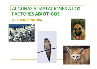 ALGUNAS ADAPTACIONES A LOS
FACTORES ABIÓTICOS
A LA TEMPERATURA
 