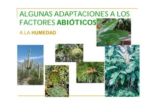 ALGUNAS ADAPTACIONES A LOS
FACTORES ABIÓTICOS
A LA HUMEDAD
 