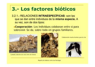 3.- Los factores bióticos
  3.2.1.- RELACIONES INTRAESPECÍFICAS: son las
     que se dan entre individuos de la misma especie. A
     su vez, son de dos tipos:
     Cooperación:     Los individuos colaboran entre sí para
     sobrevivir. Se da, sobre todo en grupos familiares.

                                                                                      Colaboración macho-hembra para la cría




Cuidado colectivo de crías entre los leones



                                              Reparto de labores entre las hormigas
 